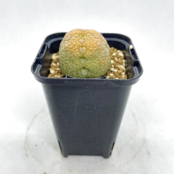 プセウドリトス　ミグイルティヌス