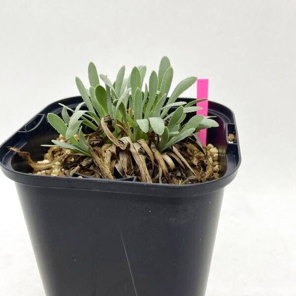 オトンナ　レトロルサ