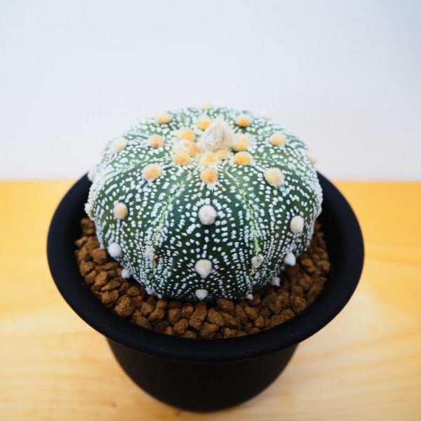 サボテン　兜丸