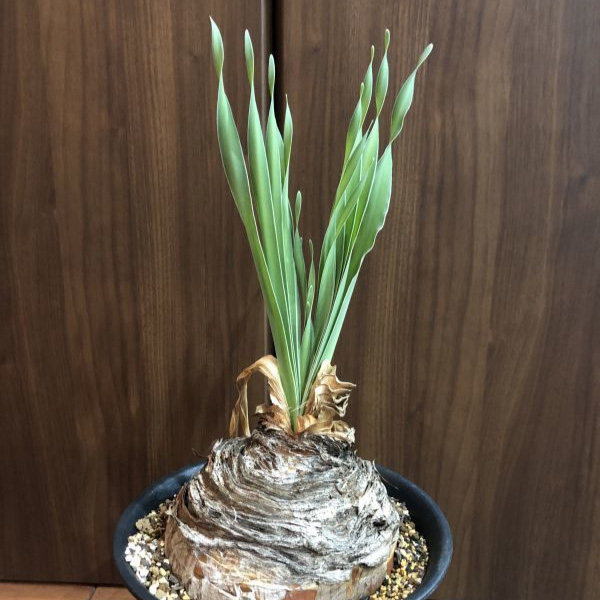 ブーファン　ディスティカ